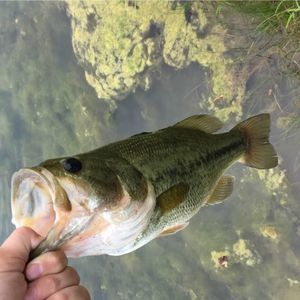 Meet your Posher, Devin